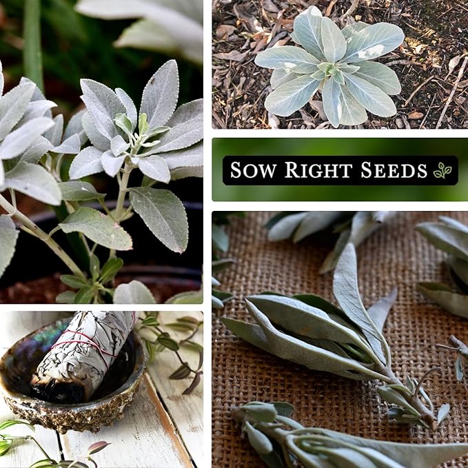 Sow Right Seeds - White Sage Seed for Planting - Non-GMO Heirloom Packet with Instructions for Planting and Growing a Home Herb Garden - Indoors or Outdoors - Make Your Own Herbal Incense (4)