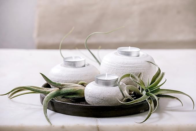 Tillandsia Air Plants Live Indoor Plants (12PK), Airplants Variety Live Plant Kit, Tropical Plants Live Houseplants, Air Plant Live Succulents Plants Live Plants Indoor House Plants by Plants for Pets