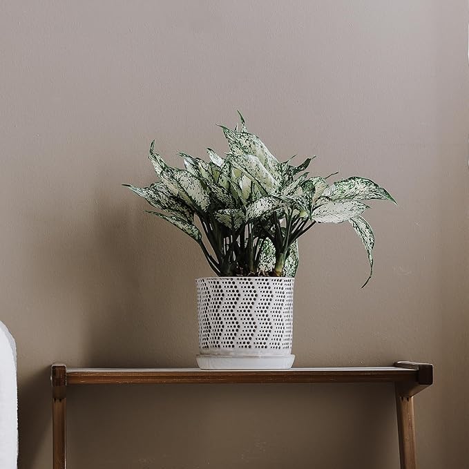 6 Inch Plant Pot: Ceramic Planter with Drainage Hole & Saucer for Indoor Outdoor Plants - Flowerpot with Bonded Tray for Home Office -Mixed Spots Debossed