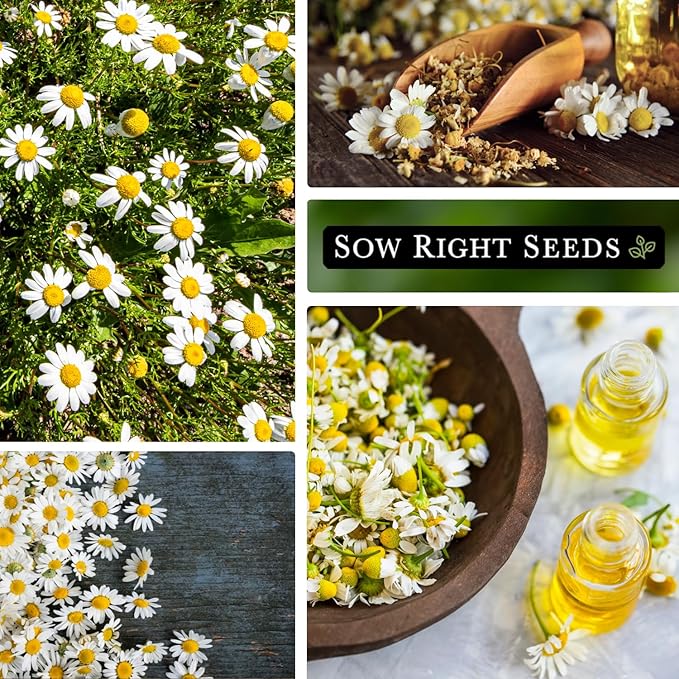 Sow Right Seeds - Roman Chamomile Seeds for Planting - Non-GMO Heirloom Packet with Instructions to Grow an Herbal Tea Garden - Indoors or Outdoor - Low Growing with Small Daisy-Like Blooms (4)