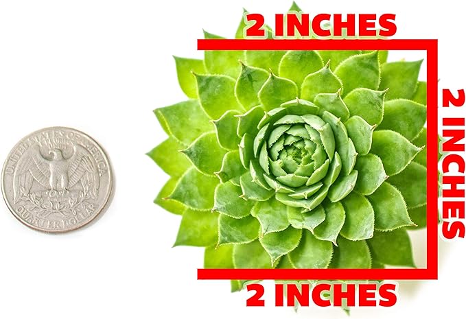 Succulent Plants | 5 Sempervivum Succulents | Rooted in Planter Pots with Soil | Real Live Indoor Plants | Gifts or Room Decor by Plants for Pets
