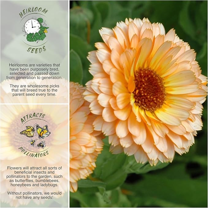 Seed Needs, 1000+ Calendula Pink Surprise Seeds (Calendula officinalis) Non-GMO Wildflowers - Butterfly and Bee Attracting! - Bulk