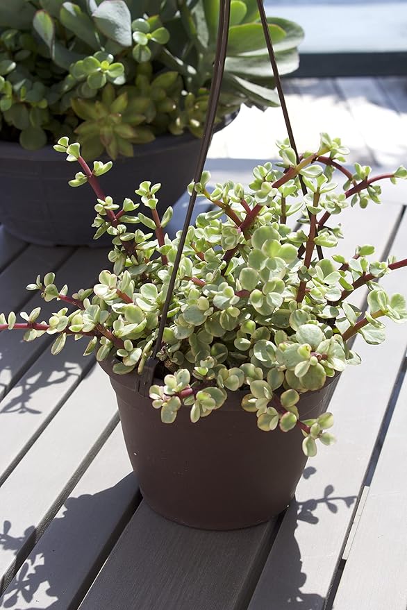 Variegated Portulacaria Afra Live Plants Indoor Plants, Succulents Plants Live Hanging Plants, Hanging Planter Basket Succulent Gift, Live Succulents Plants Live Houseplants by Plants for Pets