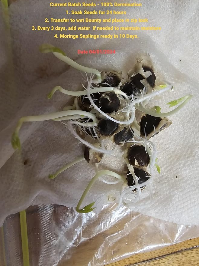 100+ Organic Moringa Seeds| Best for Planting & Gardening| High Yield Fully Matured Black Seeds|Semillas De Moringa Seeds only for Planting