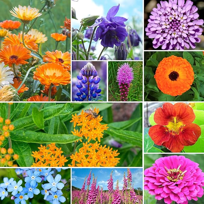 Wildflower Seeds Hummingbird and Butterfly Mix, 1 Oz, Package of 25,000+ Seeds, 24 Varieties Flowers Seeds to Plant Outside, Annual Perennial - Bulk Garden Seeds