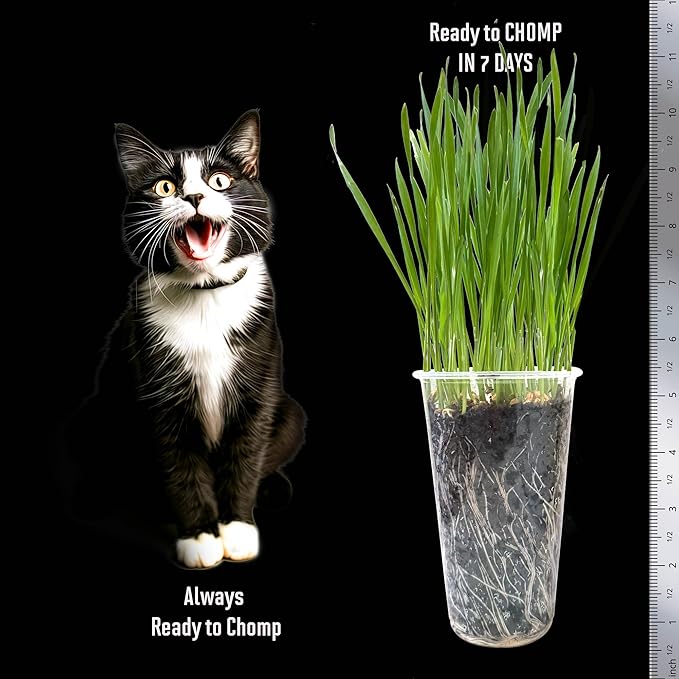Cat Grass Seeds – Soft, Tasty Wheatgrass – Grows 8 Pots of Fresh Cat Grass for Indoor Cats & Kittens – Easy & Fast to Grow – Small Pack Grows 100 Square inches of Edible cat Grass Vitamunch
