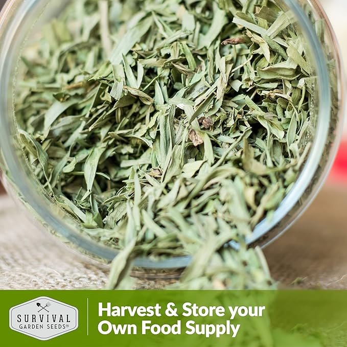 Survival Garden Seeds - Russian Tarragon Seed for Planting - 3 Packs with Instructions to Plant & Grow Big Flowering Herbs in Your Home Vegetable Garden - Non-GMO Heirloom Variety Herb Seed Planting