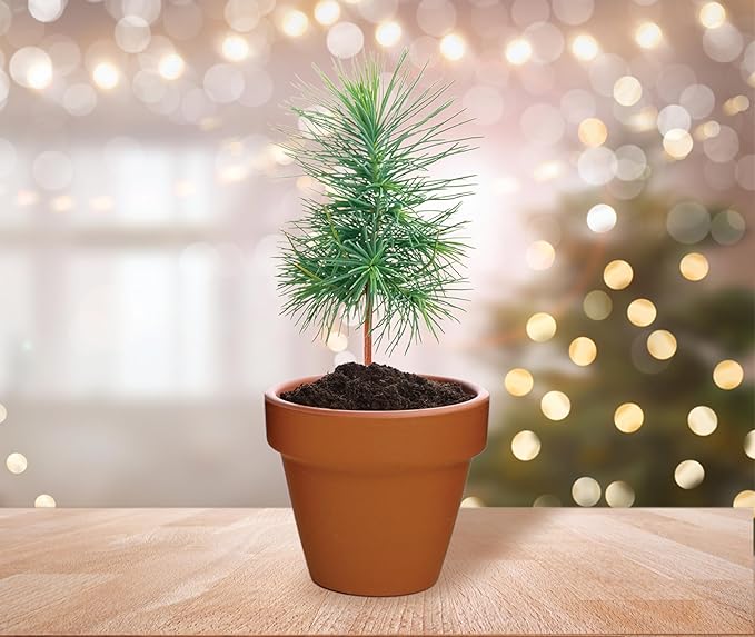 BUZZY Seeds Spruce Terracotta Mini Grow Pots | Tree Starter Kit for Kids & Adults | Bulk 20-Pack | Guaranteed to Grow | Best Indoor Grow Your Own Gardening Gift | Craft & Classroom Projects