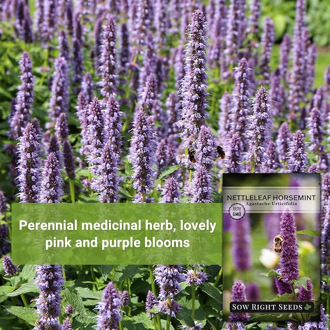 Sow Right Seeds - Nettleleaf Horsemint Seed for Planting - Medicinal Herb Giant Hyssop - Non-GMO Heirloom - Instructions to Plant and Grow an Herbal Tea Garden Indoors or Outdoors