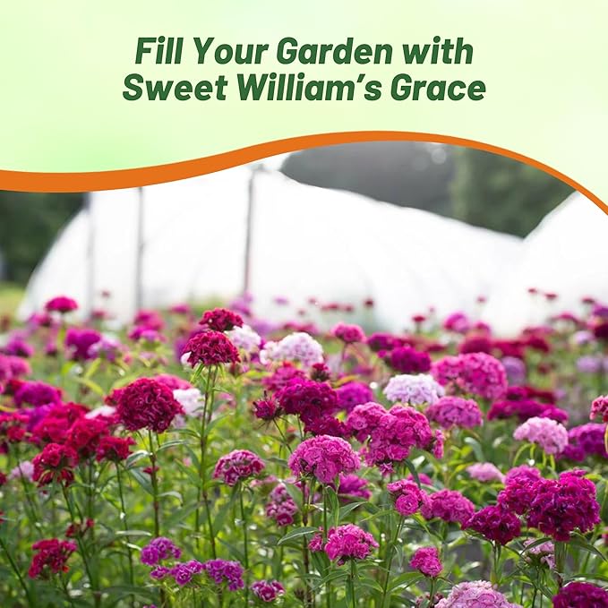 Outsidepride Sweet William Dianthus Seeds - 1/4 Lb. Perennial, Winter Hardy Wildflower Seeds w/Fragrant & Vibrant Blooms, Ideal for Pollinator Gardens, Cut Flowers & Colorful Landscaping