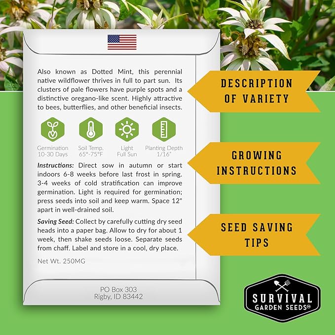 Survival Garden Seeds - Spotted Bee Balm Seed for Planting - 1 Packet with Instructions to Plant & Grow Monarda Punctata Your Home Herb Garden - Dotted Mint Wildflower Non-GMO Heirloom Variety