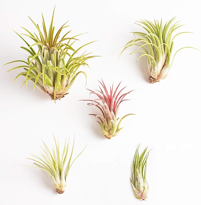 Shop Succulents Bromeliad Collection Hand Selected Variety of Tillandsia Ionantha, Purifying Live Indoor Air Plants