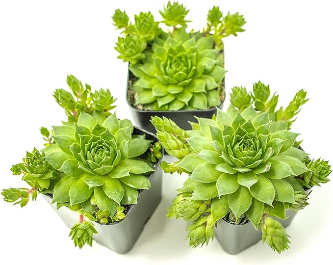 Sempervivum Succulents Plants Live Indoor Plants (3PK), Sempervivum Plants Live Houseplants, Hen and Chicks Live Plants Indoor House Plants, Rosette Succulent Plants in Plant Pots by Plants for Pets