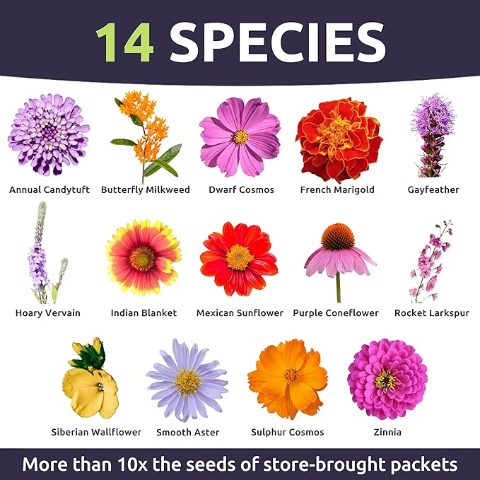 Monarch Butterfly Rescue Mix - Large 1 Ounce Packet - 11,000 Flower Seeds for Planting - Wildflower Mix