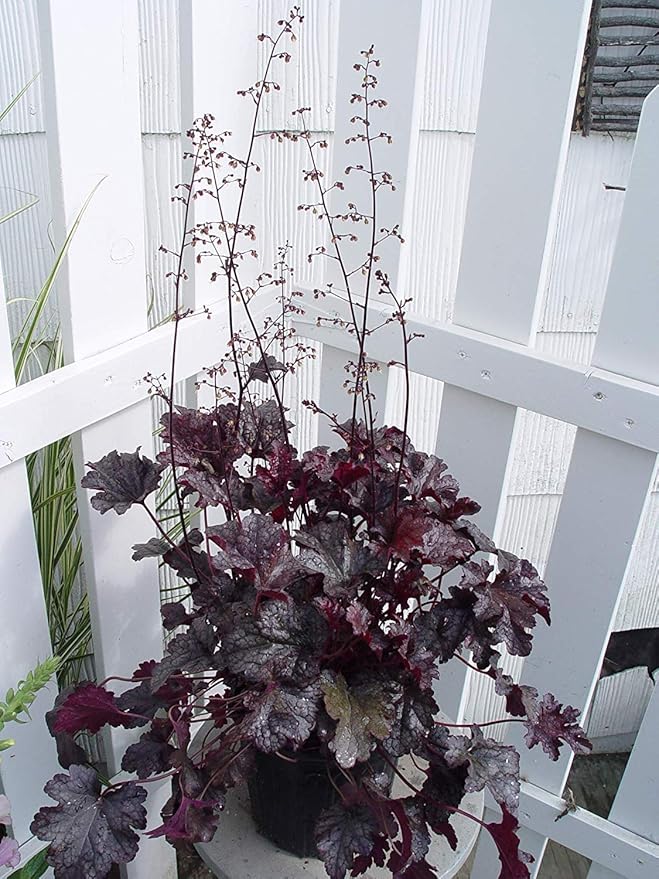 Heuchera 'Plum Pudding' (Coral Bells) Perennial, purple & silver foliage, 1 - Size Container