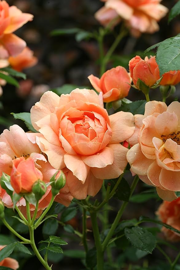 Proven Winners - ROSA `AT LAST` (Rose) Rose, orange flowers, #2 - Size Container