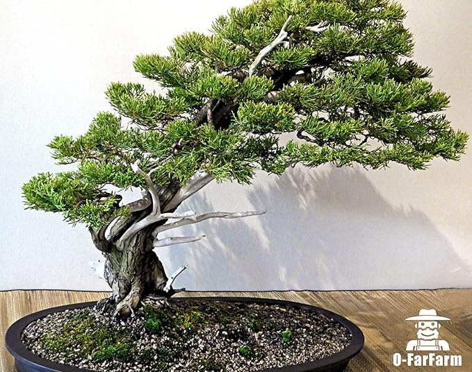 Bonsai Soil Mix Ready to Use 2 Quart, Fast Draining All Purpose Potting Soil for Bonsai Tree, Ideal for Root Development, Made from Akadama, Lava Rock, Pumice and Pine Barks