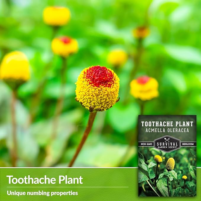 Toothache Plant Seeds for Planting - 2 Packets with Instructions to Plant and Grow Electric Daisy in Your Home Herb Garden - Non-GMO Heirloom Variety - Survival Garden Seeds