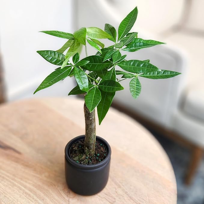 Live Money Tree Plant, Pachira Aquatica Money Tree, Feng Shui Money Tree Pachira Aquatica Plant, Pachira Plant Bonsai Tree in Planter Pot With Soil, Plants for Pets, 2.5-inch pot