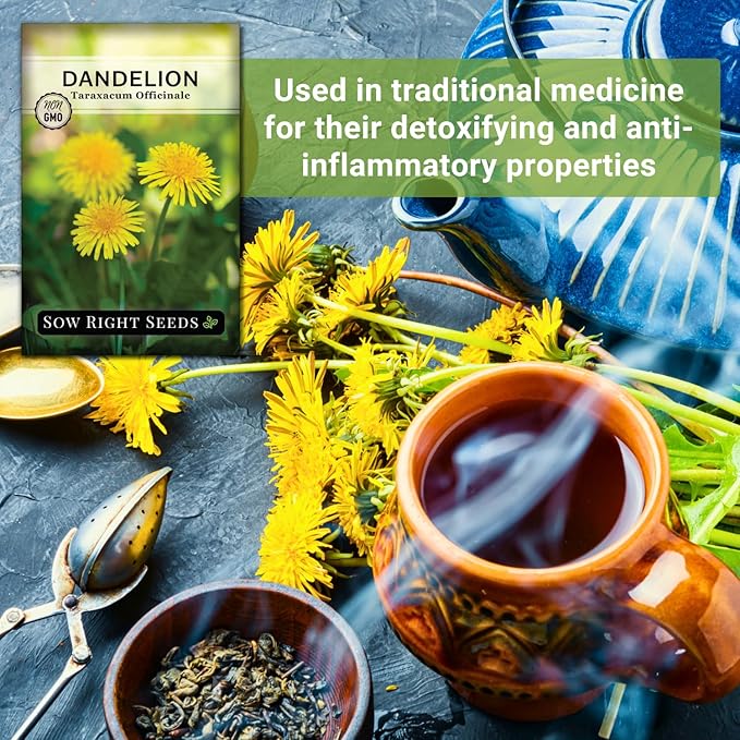 Sow Right Seeds - Common Dandelion Seeds for Planting - Non-GMO Heirloom Packet with Instructions to Grow an Outdoor or Indoor Herb Garden - Herbal Teas & Medicinal Uses - Great for Wildlife (1)