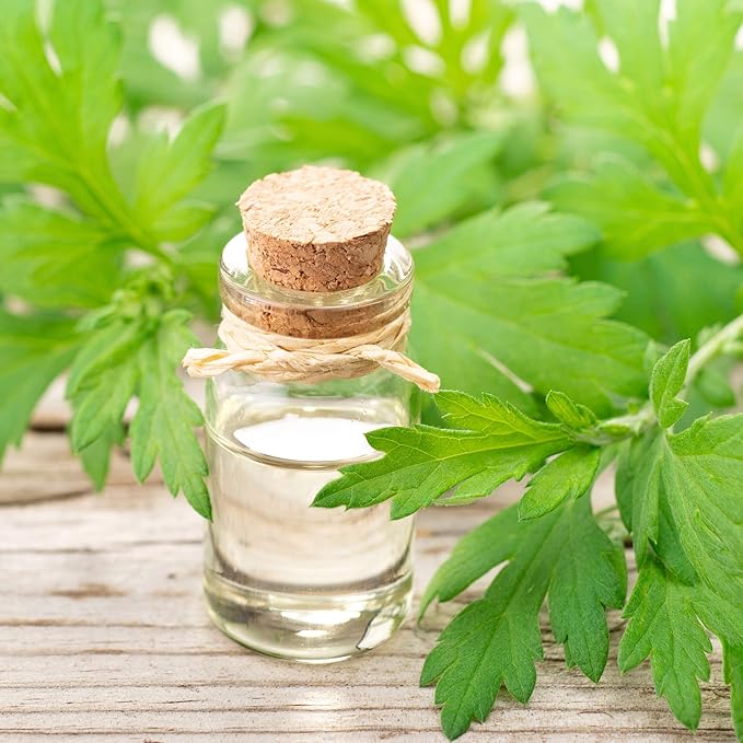 Outsidepride 10000 Seeds Perennial Mugwort Herb Garden Seeds for Planting