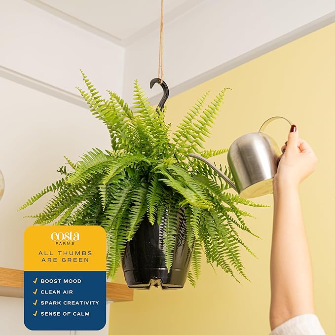 Costa Farms Ferns (2 Pack), Live Premium Boston Fern Plants in Hanging Basket Planters, Houseplants Potted in Soil Potting Mix, Outdoor Garden Gift, Beautiful Home Patio Décor, 16-Inches Tall