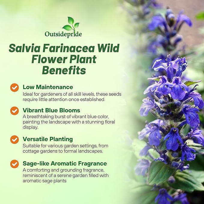 Outsidepride Blue Sage Seeds - 5000 Pcs Perennial, Drought-Tolerant & Deer-Resistant Wildflower Seeds w/Fragrant Blooms for Pollinator Attractant for Butterfly & Hummingbird Gardens & Landscaping