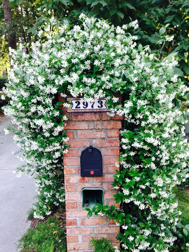 Perfect Plants Confederate Jasmine Live Plant, 1 Gallon Pot - 2 Pack, Includes Care Guide