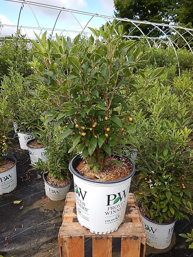 Proven Winners - Ilex verticillata Berry Heavy Gold (Winterberry) Shrub, gold berries, 3 - Size Container