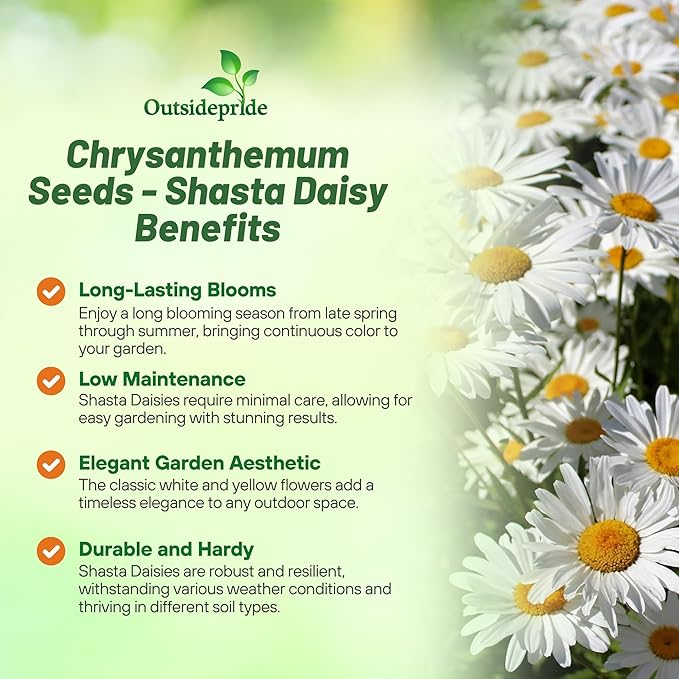 Outsidepride Shasta Daisy Chrysanthemum Seeds - 1/4 Lb. Perennial Deer Proof, Drought Tolerant, Wildflower Seeds for Pollinator Gardens, Cut Flowers & Water-Efficient, Low Maintenance Landscaping