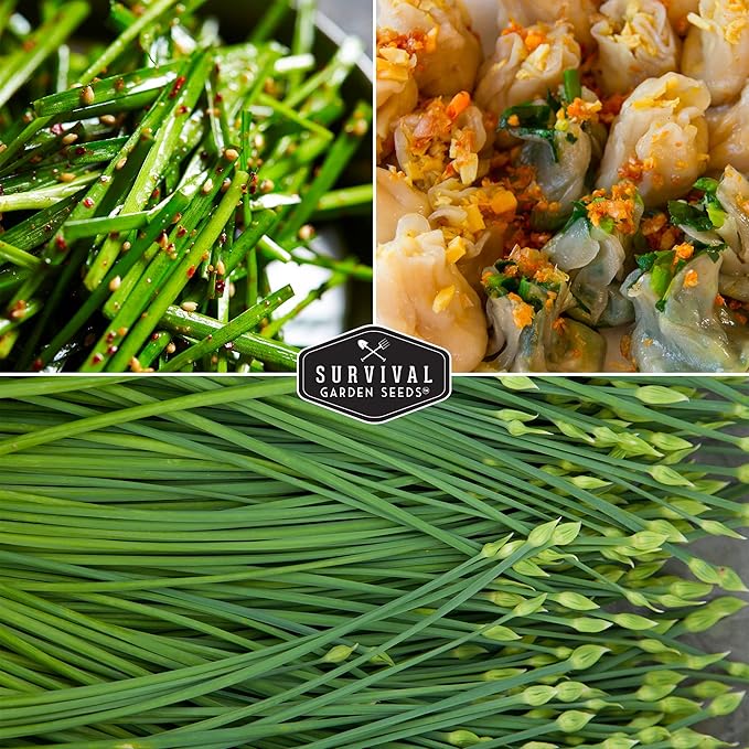 Survival Garden Seeds Chive Seed Collection - Common & Garlic Chives – 2 Packets of Non-GMO Heirloom Open-Pollinated Herb Seed Varieties to Plant in Your Vegetable Garden – Seed Saver Instructions