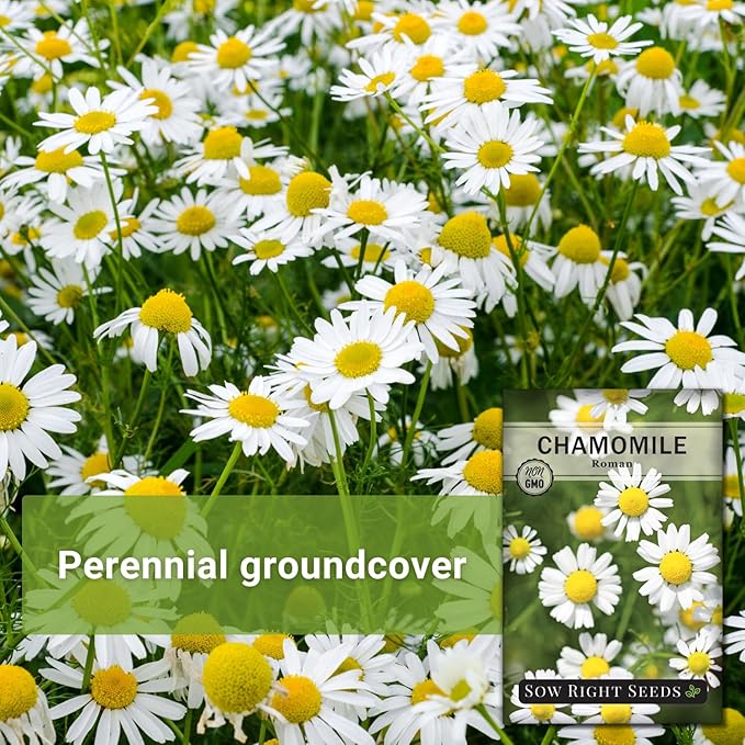 Sow Right Seeds - Roman Chamomile Seeds for Planting - Non-GMO Heirloom Packet with Instructions to Grow an Herbal Tea Garden - Indoors or Outdoor - Low Growing with Small Daisy-Like Blooms (1)