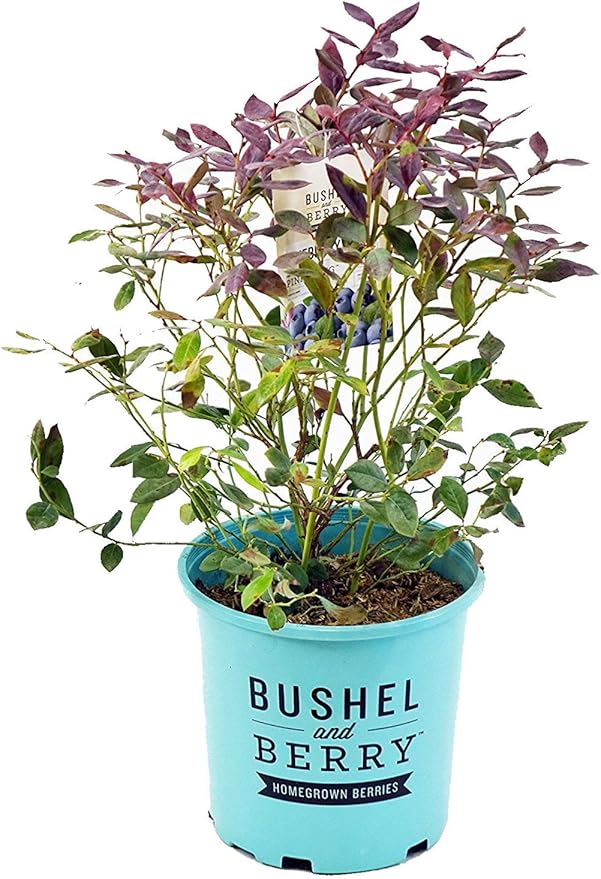 Bushel and Berry™ - Vaccinium Pink Icing (Blueberry) Edible-Shrub, , #2 - Size Container