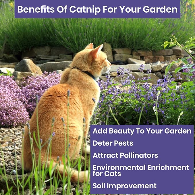 NatureZ Edge Catnip Seeds for Planting, 1700+ Herb Seeds, Indoor or Outdoor Growing, Your Cat Will Love Them, Non-GMO