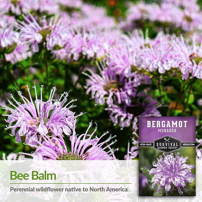 Survival Garden Seeds - Bergamot Herb (Bee Balm) Seed for Planting - Packet with Instructions to Plant and Grow Lavender Monarda Wildflowers in Your Home Vegetable Garden - Non-GMO Heirloom Variety