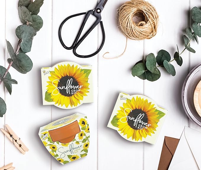 BUZZY Seeds Terracotta Mini Grow Pots | Herb, Plant, Flower Starter Kit for Kids & Adults | Assorted 12-Pack, Daydream Collection Sunflower | Guaranteed to Grow | Best Indoor Grow Your Own Plant