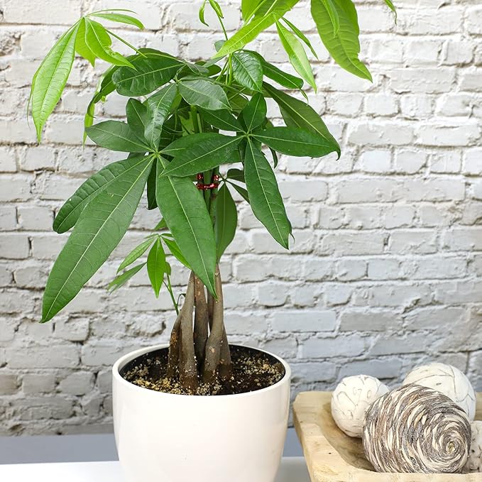 Money Tree Plant Indoor House Plants, Chinese Money Plant Decor, Bonsai Tree Feng Shui Decor, House Plants Indoors Live Plants Indoor Plants Live Houseplants Live Indoor Live Plants by Plants for Pets