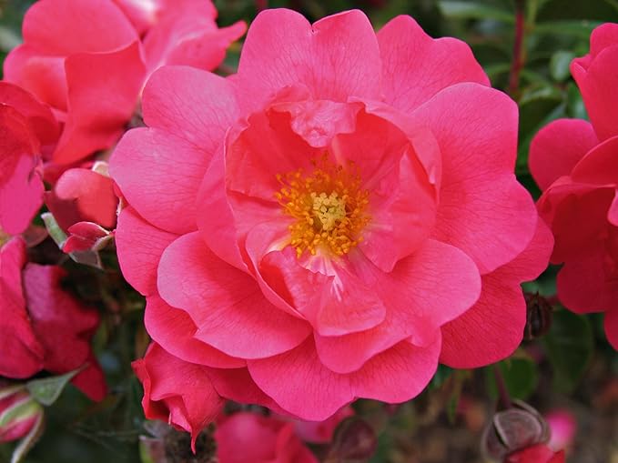 Green Promise Farms Rosa Carpet Supreme` (Ground Cover) Rose, 2 Size Container, pink flower