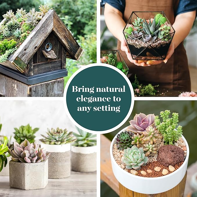 Shop Succulents Assorted Succulent Plant Pack Collection - Live Mini Succulent Plants, Low Maintenance, Mixture of Colors & Textures - Wedding and Party Favors, Gift & Garden, Pack of 10