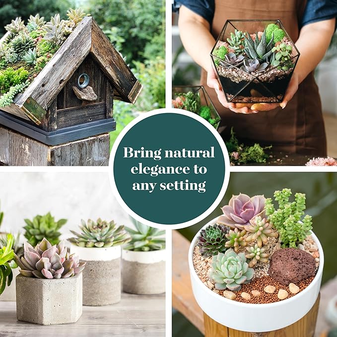 Shop Succulents Assorted Succulent Plant Pack Collection - Live Mini Succulent Plants, Low Maintenance, Mixture of Colors & Textures - Wedding and Party Favors, Gift & Garden, Pack of 12