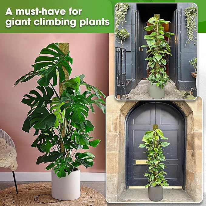 DUSPRO 59ββ D-Shape Moss Pole for Climbing Plants Monstera Moss Plant Pole Handmade Moss Stick for Indoor Plants Grow Upward (59'', 1pc.)