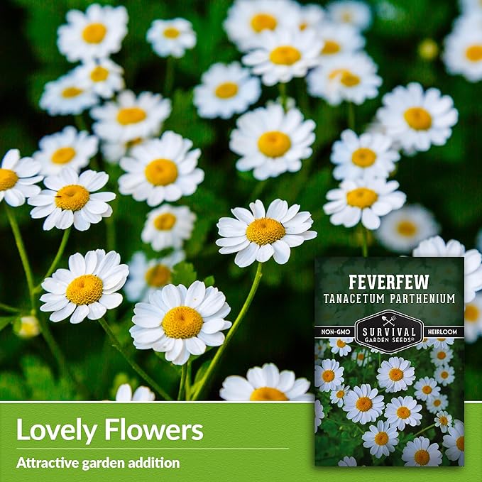 Feverfew Seeds for Planting - 2 Packets with Instructions to Plant and Grow Your Own Bachelor's Buttons in Your Home Vegetable or Herb Garden - Non-GMO Heirloom Variety - Survival Garden Seeds