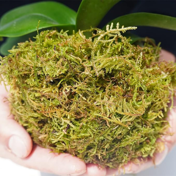 1 lb Natural Orchid Moss for Potted Plants, Nice Soilless Potting Soil for Seedling and Cutting, Good Idea for Reptile Terrarium, Crafts, Garden Decoration