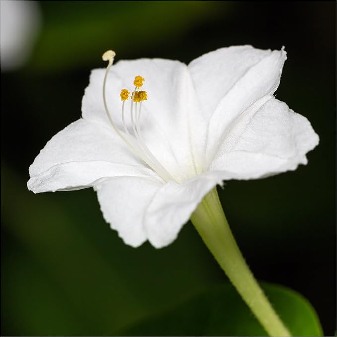 Seed Needs, White Four O Clock Seeds - 60 Heirloom Seeds for Planting Mirabilis Jalapa - Tender Perennial Flowers to Plant a Butterfly Garden and Attract Pollinators (1 Pack)
