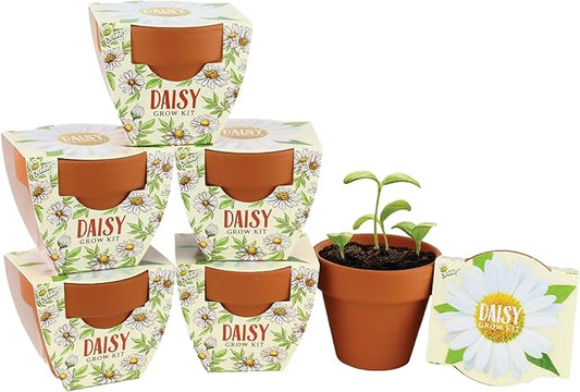 BUZZY Terracotta Mini Grow Pots | Mini Daisy 6-Pack | Daydream Collection | Best Gardening Gifts, Favors, Weddings, Parties, Events, Modern, Trendy, Unique, and Fun | Growth Guaranteed
