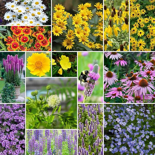 Eden Brothers Midwest All Perennial Wildflower Mixed Seeds for Planting, 1/4 lb, 120,000+ Seeds with Hyssop, Shasta Daisy | Attracts Pollinators, Plant in Spring or Fall, Zones 3, 4, 5, 6, 7, 8, 9, 10