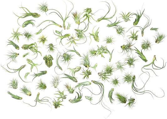 Tillandsia Air Plants Live Indoor Plants (75 Pack), Air Plants Bulk Party Favors or Wedding Favors Live Plants, Air Plant Lover Gifts, DIY Terrarium Kit, Air Succulents Plants Live by Plants for Pets