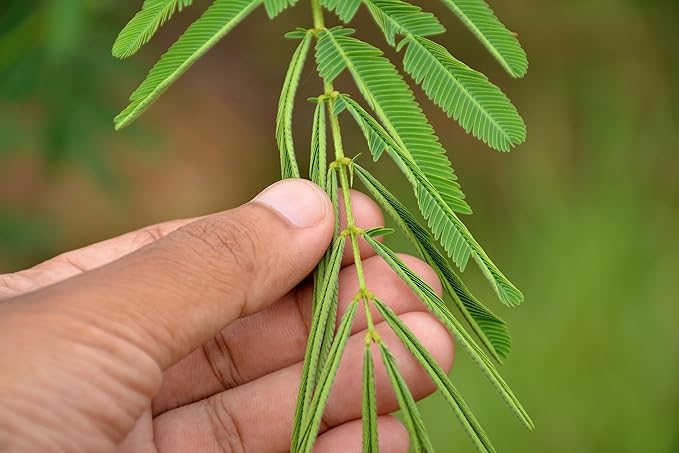 100 Sensitive Plant Seeds for Planting - Exotic Flower Seeds - Mimosa Pudica Seeds AKA Moving Plant, Shy Plant, Shameful Plant, Touch-me-not - by RDR Seeds