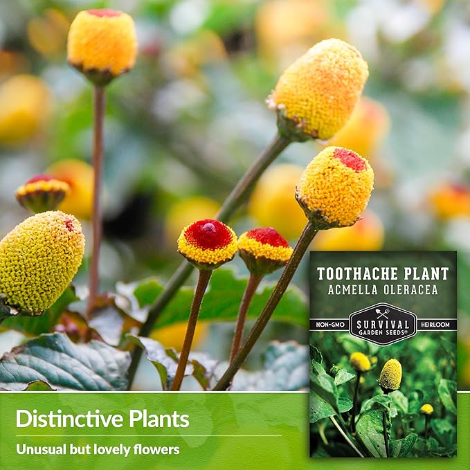 Toothache Plant Seeds for Planting - 3 Packets with Instructions to Plant and Grow Electric Daisy in Your Home Herb Garden - Non-GMO Heirloom Variety - Survival Garden Seeds