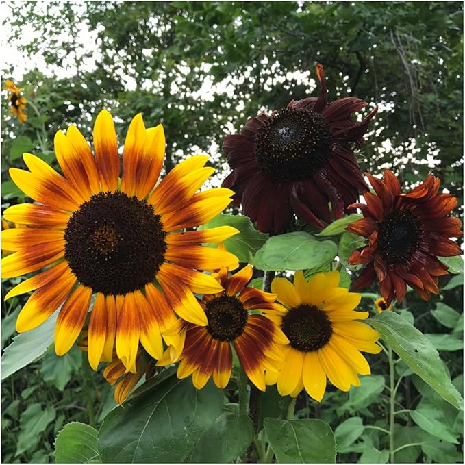 Seed Needs, Sunflower Seed Packet Party Favors - Pre-Filled Packs to Hand Out (Great for Weddings, Bridal Showers, Memorials, Fundraisers & Other Events) Heirloom & Untreated (20 Packets)